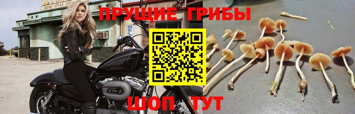 Псилоцибиновые грибы Cubensis  Псилоцибиновые грибы ЛСД  Кемерово 